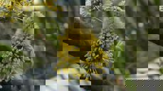 Bilde: Elsemagriet - Pixabay