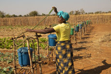 I Malawi jobber Kirkens Nødhjelp med klimatilpasset jordbruk, gjennom vanning via dryppsystemer.