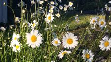 Prestekrager  Foto: Line Solvik