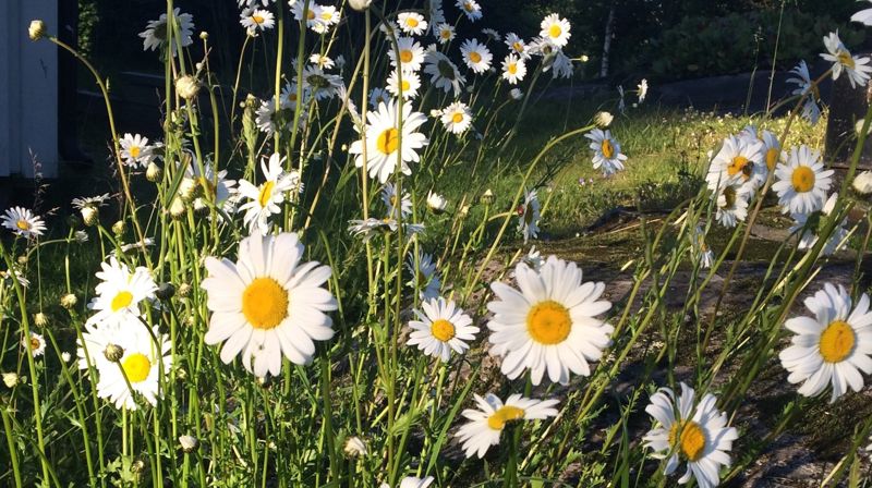 Prestekrager  Foto: Line Solvik