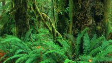 Foto: http://shximai.com