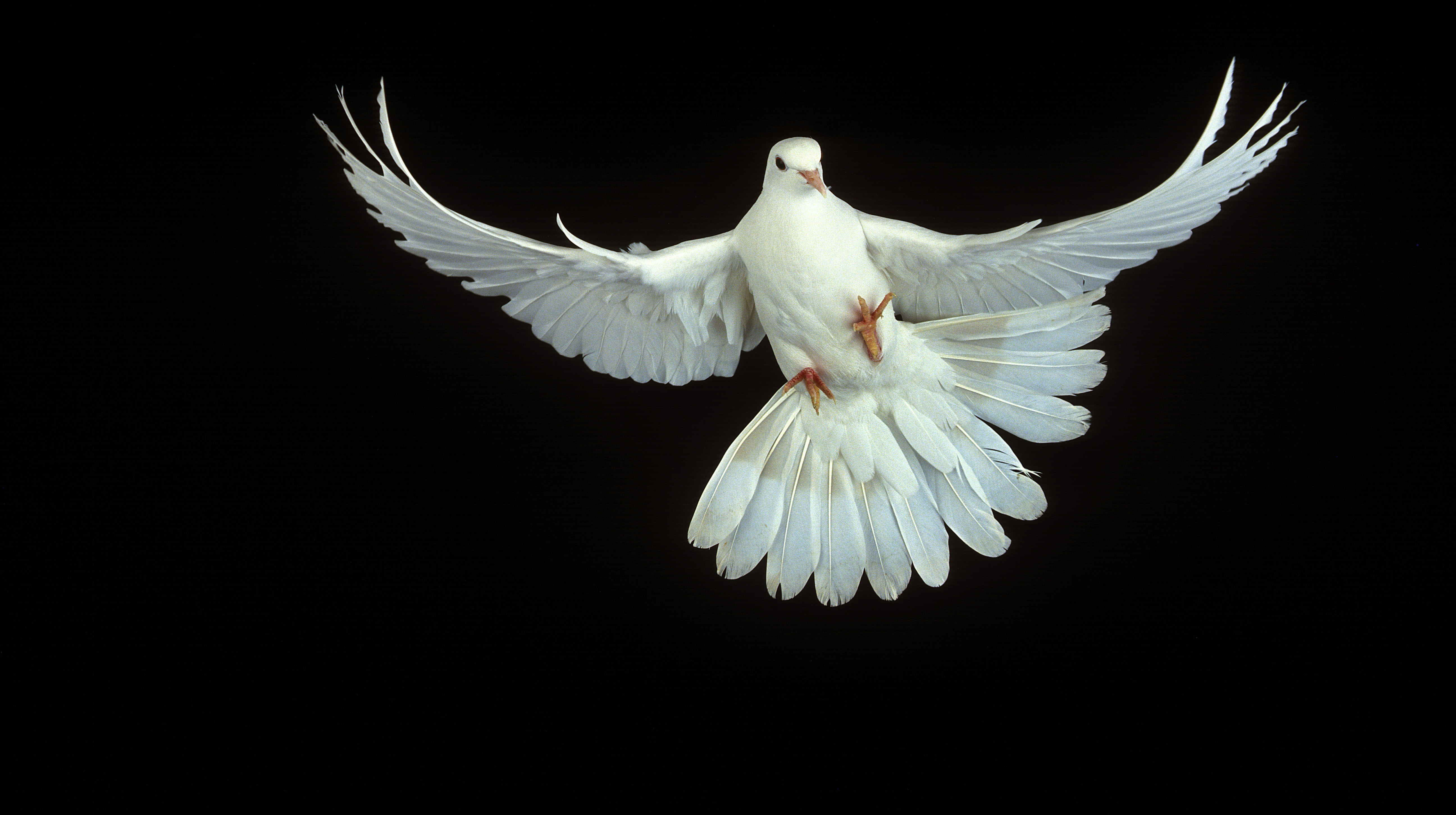 I Evangeliet etter Matteus, kapittel 3, vers 16 heter det: &#171;Da Jesus var blitt d&#248;pt, steg han straks opp av vannet. Og se, himmelen &#229;pnet seg, og han s&#229; Guds &#197;nd komme ned over seg som en due.&#187; I kirkens tradisjonelle ikonografi har Den hellige &#229;nd derfor ofte blitt framstilt som en due. Foto: Scanpix/Gerard Lacz