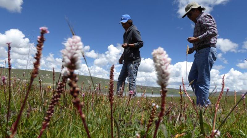 Tibetanerne på verdens tak